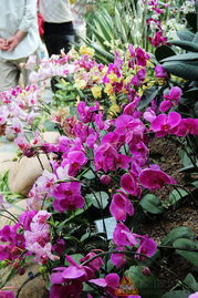 淮安第二届精品花卉节纪实 繁花似锦映古城