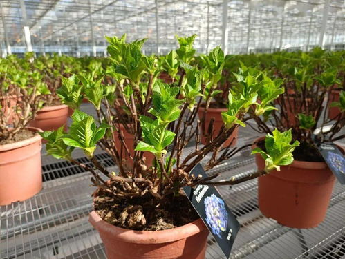 光明花博园 超级工厂助力花博会，花卉产业牛气冲天