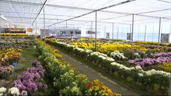 屏南高山花卉绽新姿，龙漈菊花香满城——第三届屏南县高山花卉展暨龙漈菊花产品博览会盛大开幕