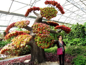 丰乐生态园精品花卉赏鉴 一场视觉与心灵的盛宴