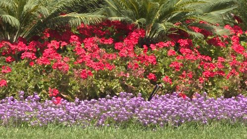 揭秘康巴什园林‘花工厂’ 城市绿肺背后的科技与匠心